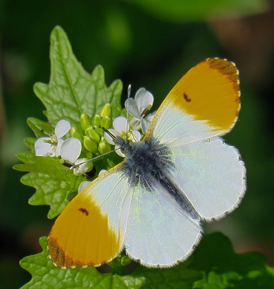Anthocharis7