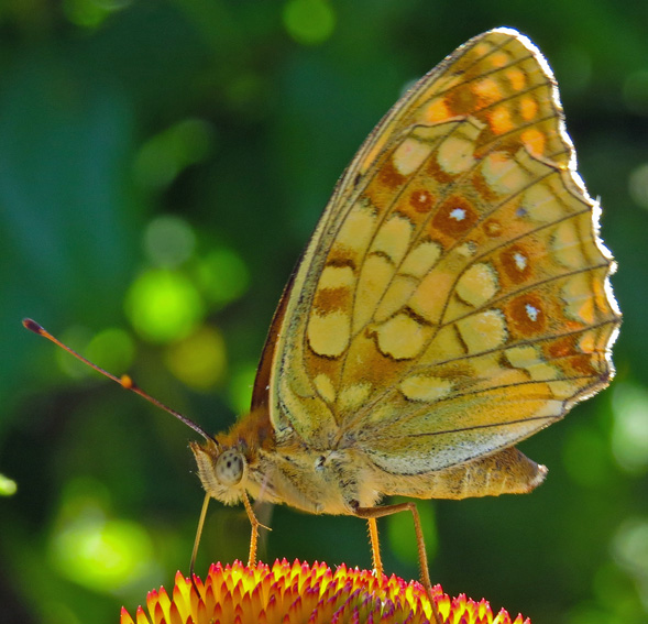 Argynnis7a