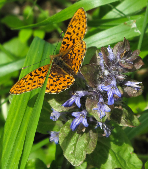 Argynnis5