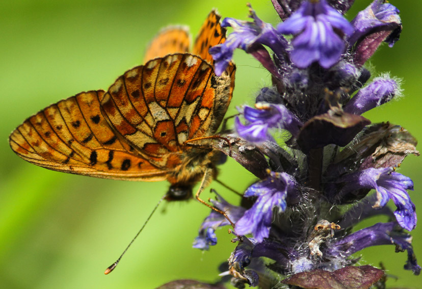 Argynnis7