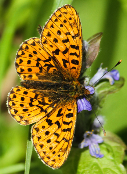 Argynnis4