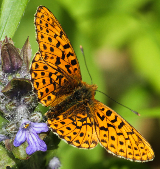 Argynnis6