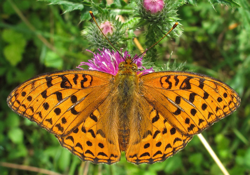 Argynnis7b