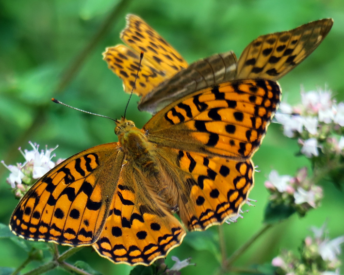 Argynnis12a