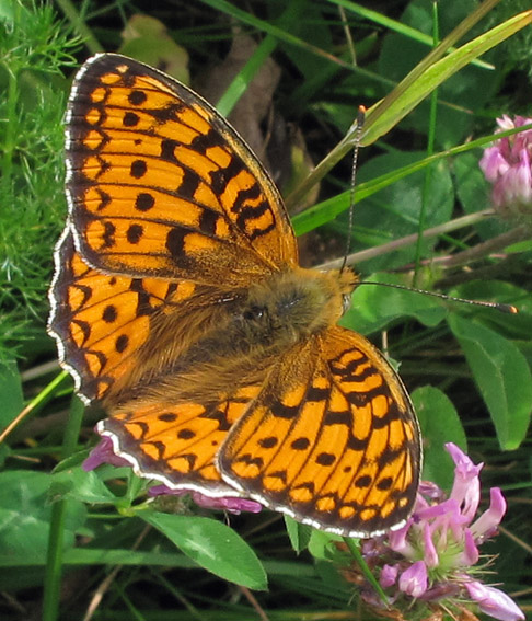 Argynnis9