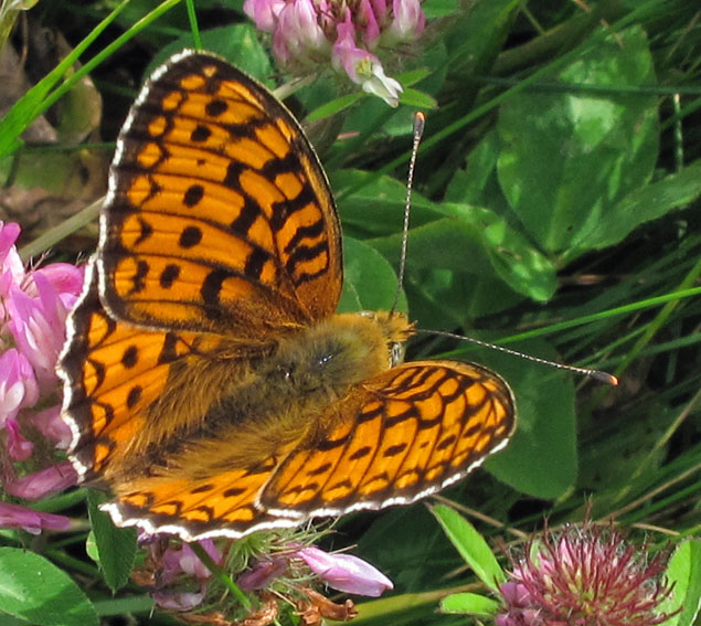 Argynnis10