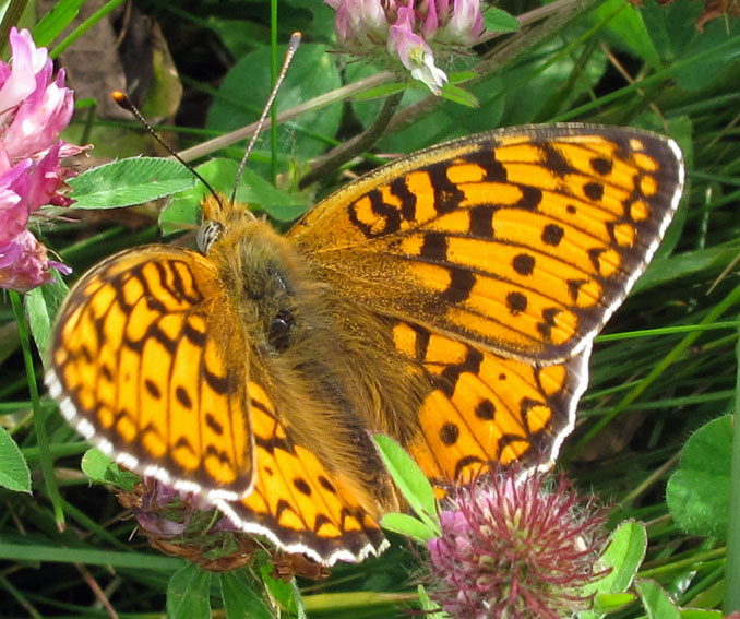 Argynnis11