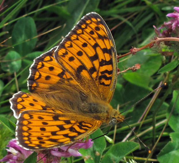 Argynnis12