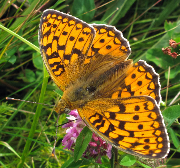 Argynnis8