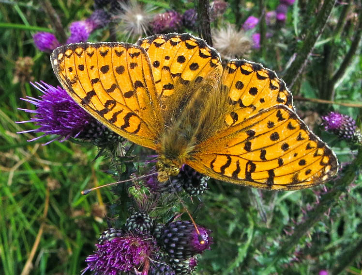 Argynnis13