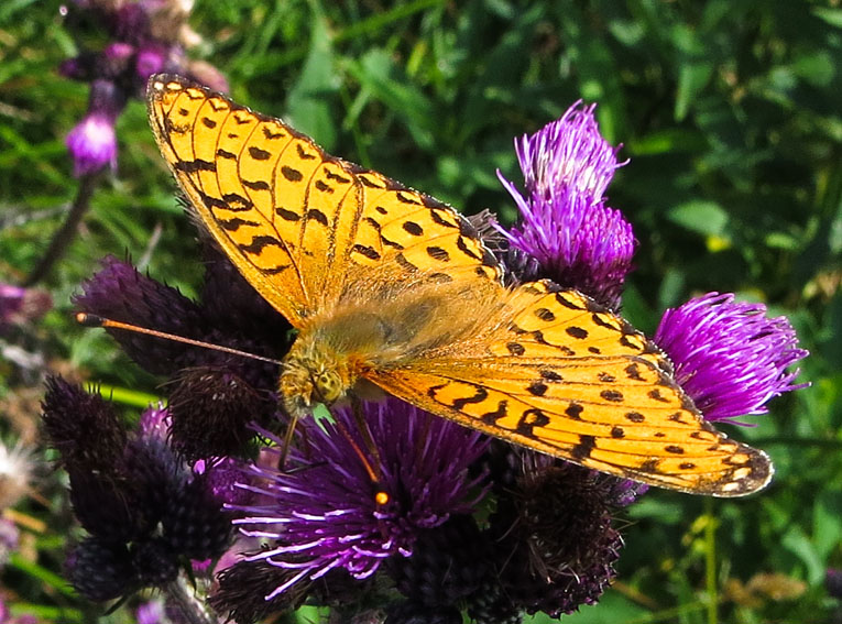 Argynnis14