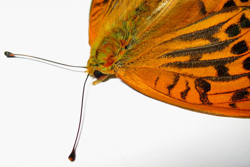 Argynnis3