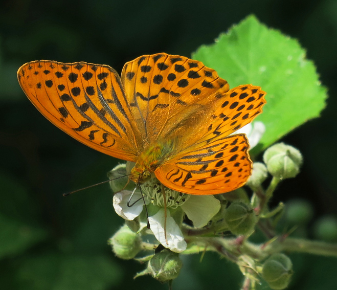 Argynnis3b