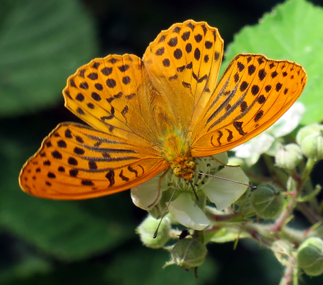 Argynnis3d