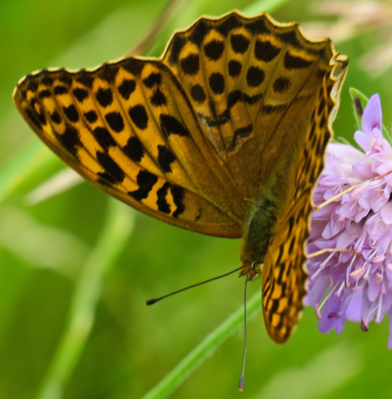 Argynnis3f