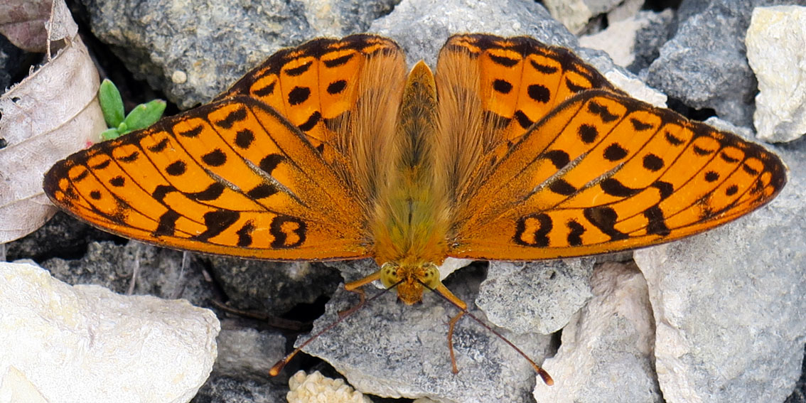 Argynnis1