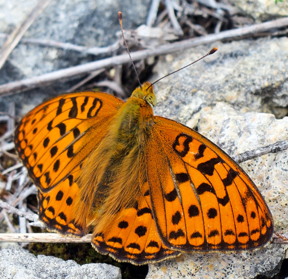 Argynnis2