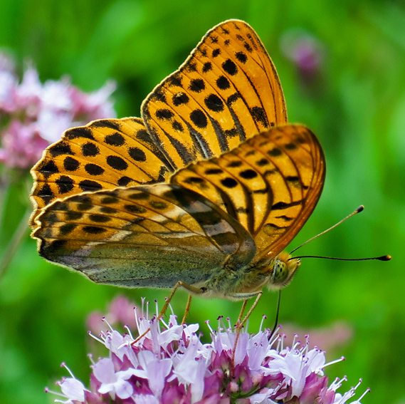 Argynnis3