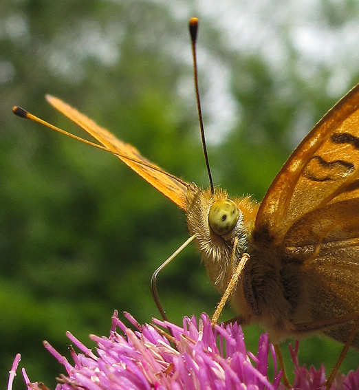 Argynnis3c