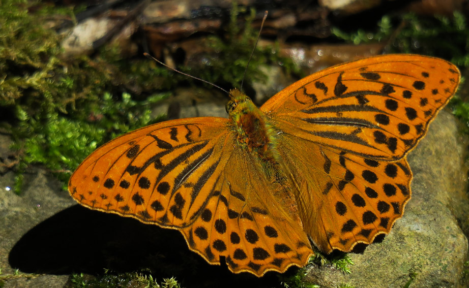 Argynnis3a