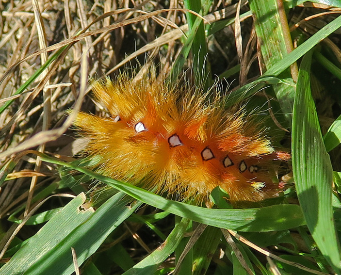 acronicta1