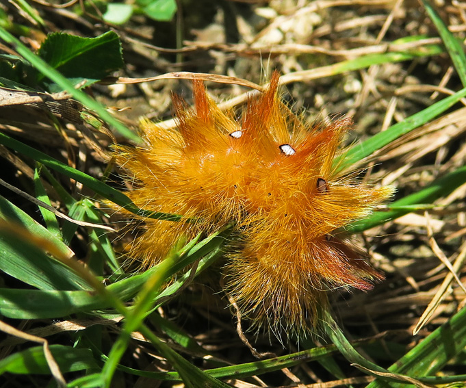 acronicta2