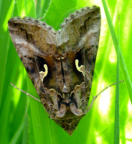 Autographa1