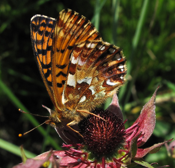 Boloria2