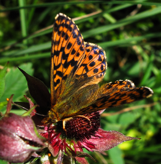 Boloria3