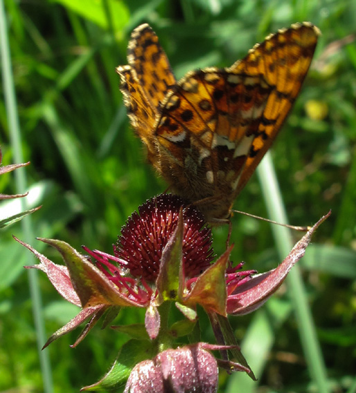 Boloria1