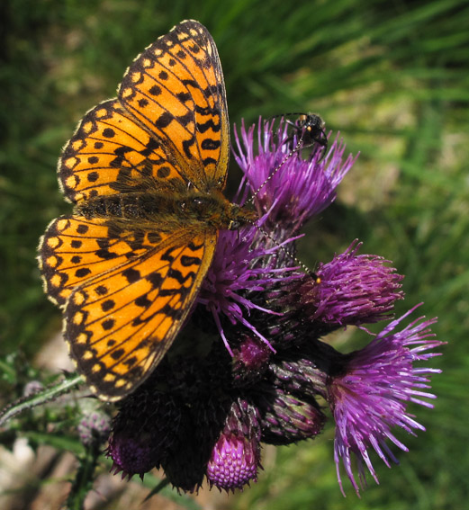 Boloria5