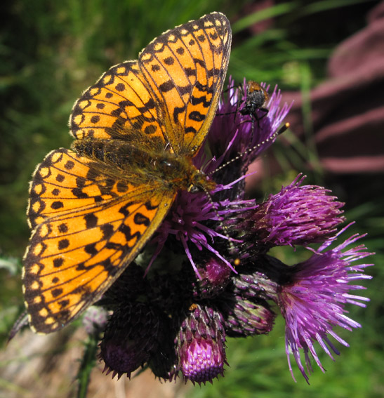 Boloria6