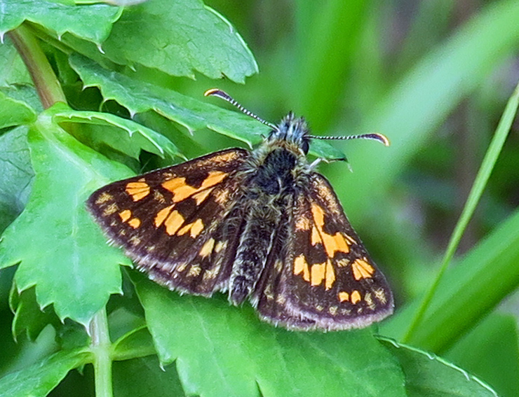 Carterocephalus1