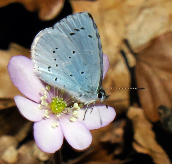 Celastrina2