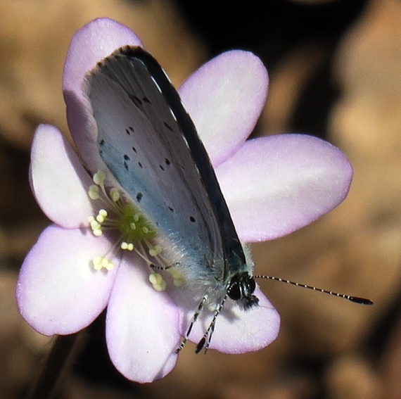 Celastrina3