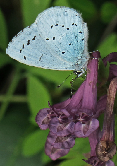 Celastrina4