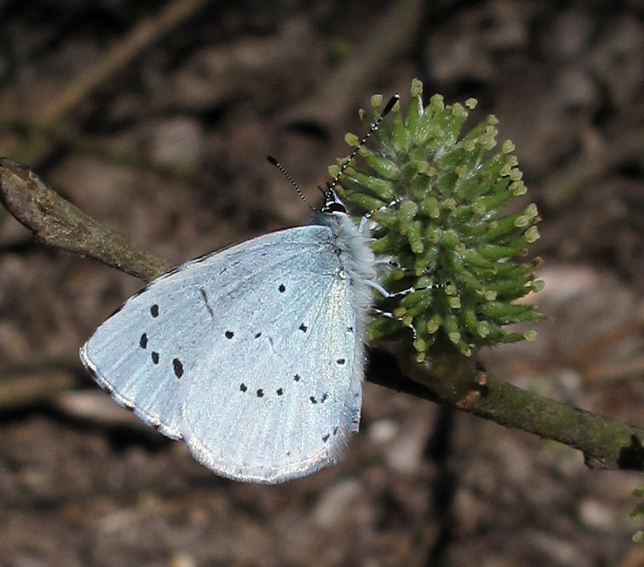 Celastrina1