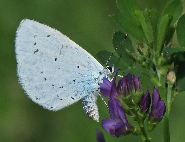 celastrina5