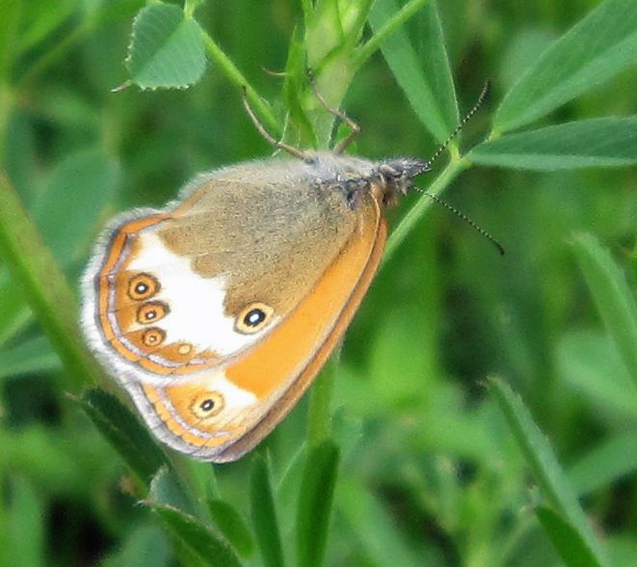 Coenonympha3