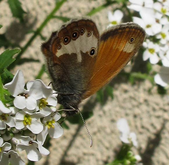 Coenonympha1