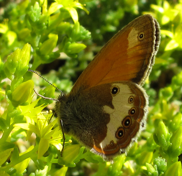 Coenonympha2