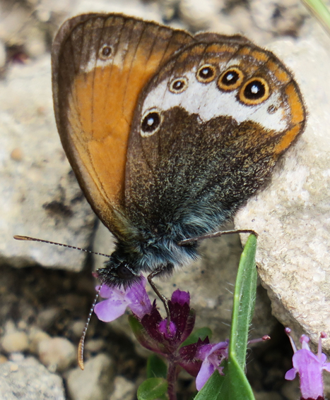 Coenonympha5