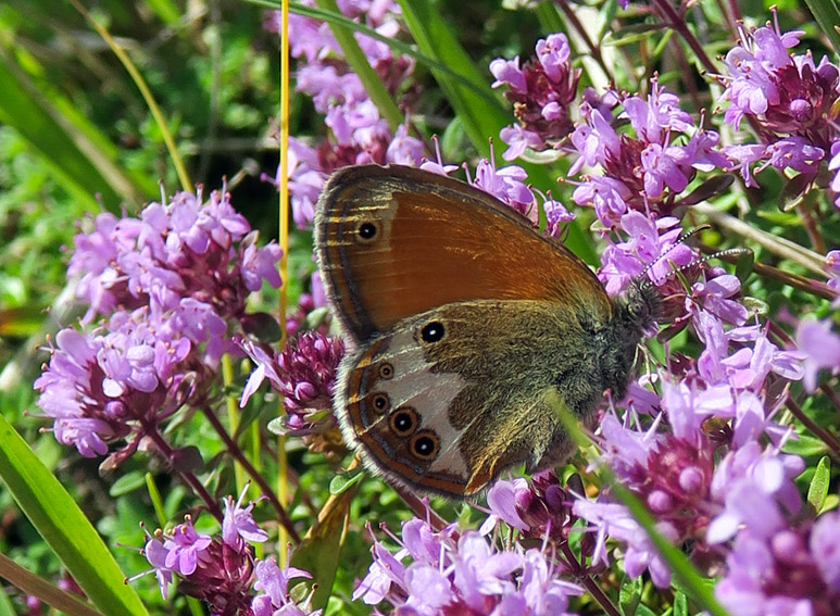 Coenonympha4