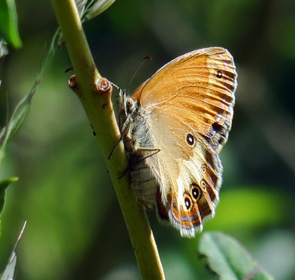 Coenonympha6