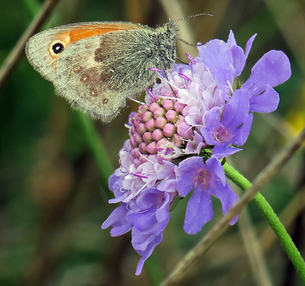 coenonympha7