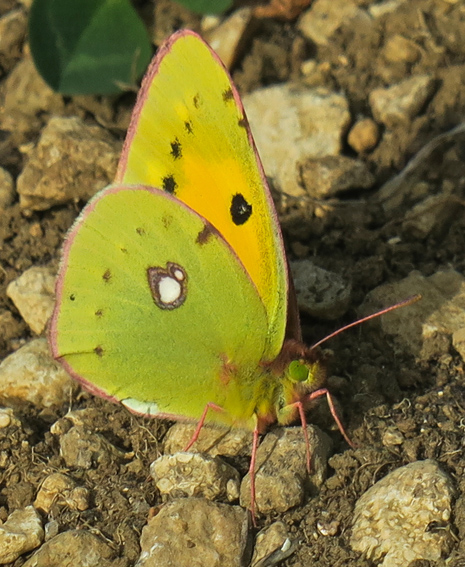 Colias1