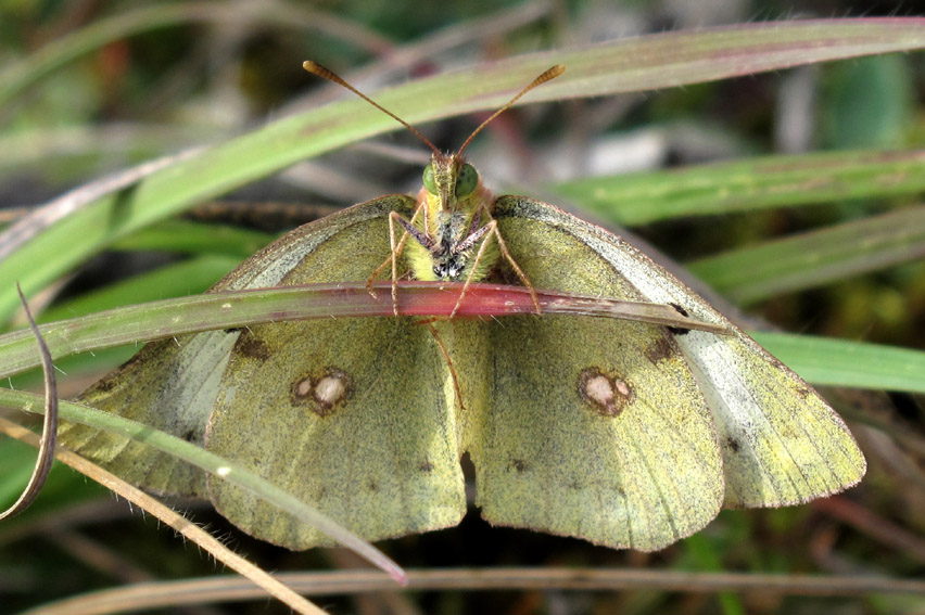 Colias3