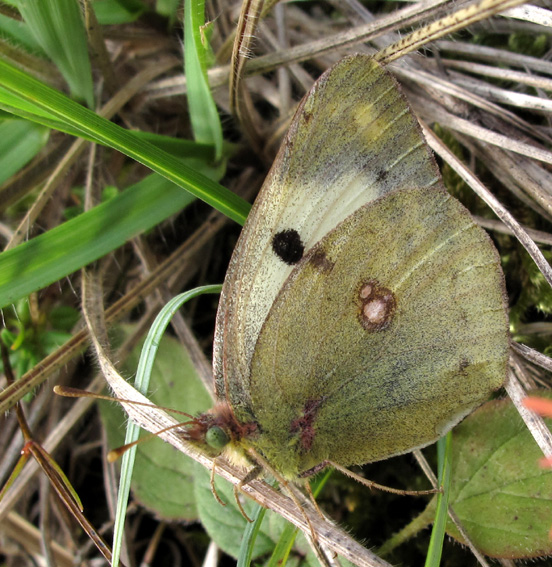 Colias2