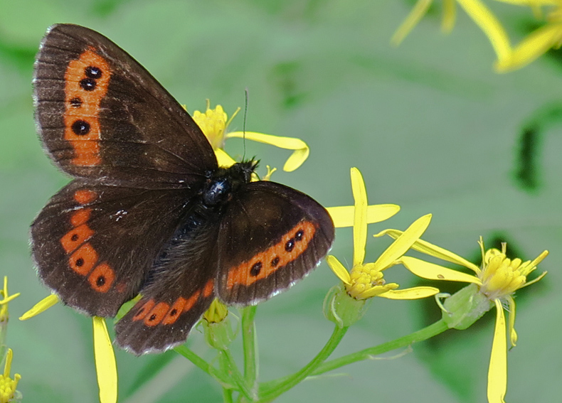 Erebia2