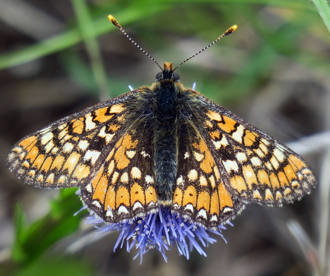 Euphydryas2